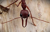 Red bull ant (Myrmecia gulosa), Australia