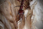 Red bull ant (Myrmecia gulosa), Australia