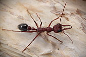 Red bull ant (Myrmecia gulosa), Australia