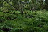 Swampy forest, Stampfthal, Biological Reserve, Vosges, France