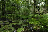 Swampy forest, Stampfthal, Biological Reserve, Vosges, France