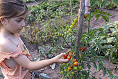 Girl picking cherry tomatoes in a garden, summer, Moselle, France
