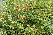 European cranberrybush (Viburnum opulus) in fruit in a garden, summer, Pas de Calais, France