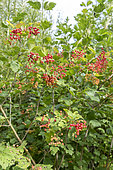 European cranberrybush (Viburnum opulus) in fruit in a garden, summer, Pas de Calais, France