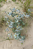 Seaside eryngo (Eryngium maritimum) in a dune, summer, Pas de Calais, France