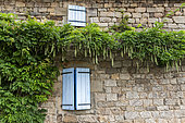 Wisteria fruit on a house facade, summer, Ardèche, France