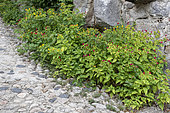 Marvel-of-peru (Mirabilis jalapa) along a stone wall, summer, Ardèche, France