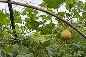 Potimarron in an organic vegetable garden, summer, Ardèche, France