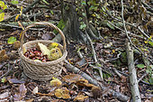 Harvest of chestnuts in a wicker basket in a forest, autumn, Moselle, France