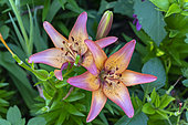 Lilies in bloom in a garden, summer, Moselle, France