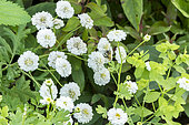Tanacetum parthenium 'Tetra White'