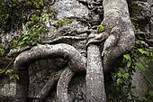 Root of a Clusiaceae (Clusiaceae) in the place called Ciudad de Piedra, San José del Guaviare, Colombia