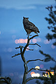 Eagle Owl (Bubo bubo) with lights from city, Vosges, France