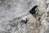 Common Raven (Corvus corax) evicting a Carrion crow (Corvus corone) from a rock, Alpes, France