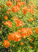 Cosmos sulphureus 'Diablo'