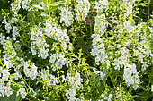 Angelonia augustifolia 'Serena White'