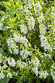Angelonia augustifolia 'Serena White'