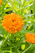 Calendula officinalis 'Radio Orange'