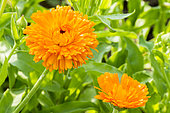 Pot marigold, Calendula officinalis 'Radio Orange', flowers