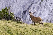 Red Deer (Cervus elaphus), Nauders Alm alpine pasture, Karwendel Mountains, Tyrol, Austria, Europe
