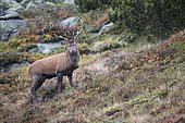 Red deer (Cervus elaphus) during rain In autumn, rutting season, Stubai Valley, Tyrol, Austria, Europe