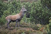Red deer (Cervus elaphus), rutting season, Stubai Valley, Tyrol, Austria, Europe