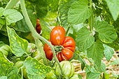 Tomate 'Voyage'