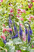 Penstemon 'Souvenir d’Adrien Régnier' and Veronica 'Royal Rembrandt' in bloom in a garden