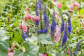 Penstemon 'Souvenir d’Adrien Régnier' and Veronica 'Royal Rembrandt' in bloom in a garden