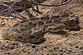 Egyptian saw-scaled viper (Echis pyramidum) on sand, Egypt