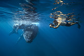 Photographer and humpback whale (Megaptera novaeangliae) with his young in the waters of the Mayotte lagoon.