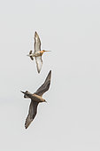 Black-tailed Godwit (Limosa limosa) defending its territory in the face of a Arctic Skua (Stercorarius parasiticus), Iceland