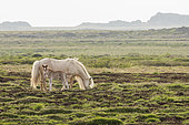 Icelandic pony mare and foal in the grass, Iceland