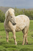 Icelandic pony in the grass, Iceland