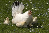 Japanese Bantam or Chabo hen with chicks, Schwaz, Tyrol, Austria, Europe