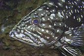Island grouper, Comb grouper (Mycteroperca fusca). Fish of the Canary Islands, Tenerife.