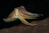 Cuttlefish (Sepia officinalis). Marine invertebrates of the Canary Islands, Tenerife.