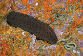 Coton spiner (Holothuria sanctori). Marine invertebrates of the Canary Islands, Tenerife.
