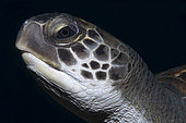 Green sea turtle (Chelonia mydas). Each individual can be recognized by their facial features. Tenerife, Canary Islands.