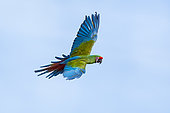 Military Macaw (Ara militaris) in flight, Amazonia Lodge Peru