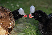 Helmeted Curassow (Pauxi pauxi) couple