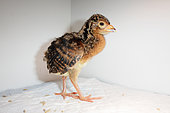 Helmeted Curassow (Pauxi pauxi) 3 day old chick
