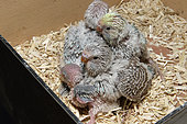 Pet Budgerigar (Melopsittacus undulatus) chicks
