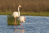 Greater Flamingo (Phoenicopterus roseus). A male in the mood for mating follows a female. At the Laguna de Fuente de Piedra near the town of Antequera. This is the largest natural lake in Andalusia and Europe's only inland breeding ground for this species. Malaga province, Andalusia, Spain.