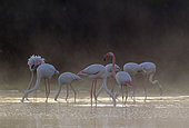 Greater Flamingo (Phoenicopterus roseus). Feeding at a cold and misty morning. At the Laguna de Fuente de Piedra near the town of Antequera. This is the largest natural lake in Andalusia and Europe's only inland breeding ground for this species. Malaga province, Andalusia, Spain.