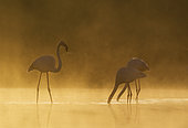 Greater Flamingo (Phoenicopterus roseus). Male approaches a feeding pair. At a cold and misty morning at the Laguna de Fuente de Piedra near the town of Antequera. This is the largest natural lake in Andalusia and Europe's only inland breeding ground for this species. Malaga province, Andalusia, Spain.