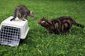2 month old kitten standing on a transport cage gowling after an adult cat in a garden