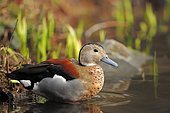 Ringed teal (Callonetta leucophrys), drake, found in South America, captive but escaped, North Rhine-Westphalia, Germany, Europe