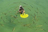Female mallard duck (Anas platyrhynchos) feeding on the leaf of a White Water Lily (Nymphaea alba), with Common Roaches (Rutilus rutilus) and Common Rudds (Scardinius erythrophthalmus) beolw, Lake Seeon, Seeon, Upper Bavaria, Bavaria, Germany, Europe