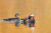 Mandarin Ducks (Aix galericulata), pair in courtship display, Hesse, Germany, Europe